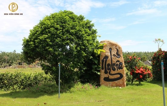 Loại cây nào trồng được bên mộ - Những điều cần lưu ý khi chăm sóc mộ phần