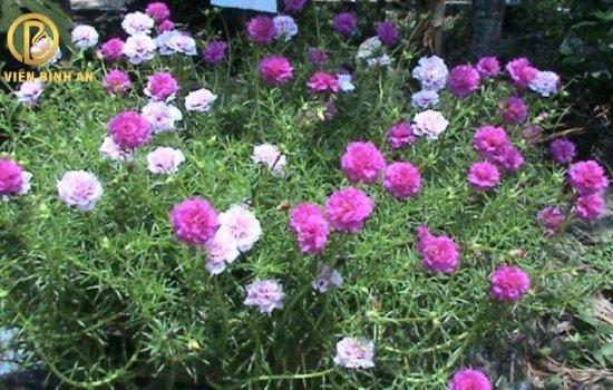 Có nên trồng hoa mười giờ trên mộ người đã khuất