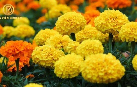 Ý NGHĨA CỦA HOA CÚC VẠN THỌ - LOÀI HOA THỂ HIỆN SỰ VĨNH CỬU